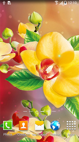 Orchidées   - télécharger gratuit un fond d'écran animé Fleurs pour le portable.