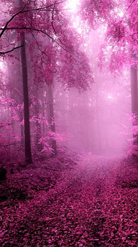 Forêt rose  - télécharger gratuit un fond d'écran animé Paysage pour le portable.