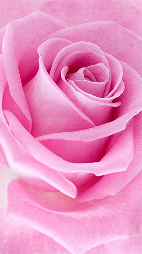 Rose  - télécharger gratuit un fond d'écran animé Fleurs pour le portable.
