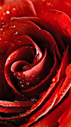 Rose rouge  - télécharger gratuit un fond d'écran animé Fleurs pour le portable.