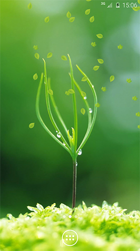 Vert de printemps   - télécharger gratuit un fond d'écran animé Plantes pour le portable.