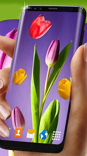 Tulipes   - télécharger gratuit un fond d'écran animé 3D pour le portable.