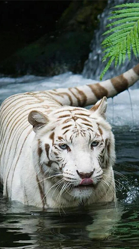 Tigre blanc  - télécharger gratuit un fond d'écran animé Animaux pour le portable.
