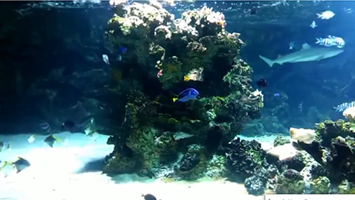 Aquarium avec les requins  - télécharger gratuit un fond d'écran animé Aquariums pour le portable.