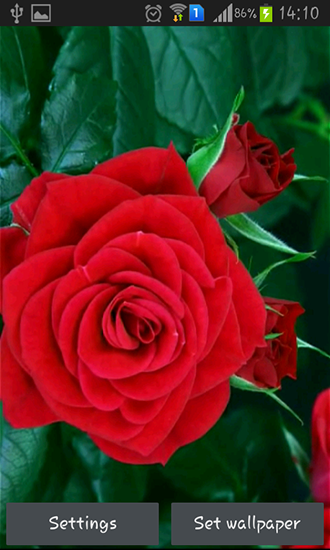 Rose fleurissante rouge  - télécharger gratuit un fond d'écran animé pour le portable.