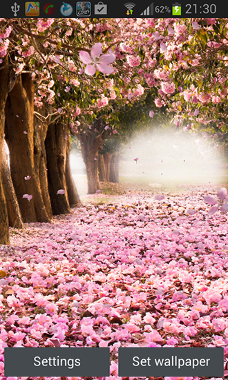 Cerises fleurissantes  - télécharger gratuit un fond d'écran animé Plantes pour le portable.