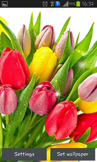 Tulipes brillantes  - télécharger gratuit un fond d'écran animé Fleurs pour le portable.