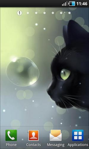 Un chat curieux - télécharger gratuit un fond d'écran animé Animaux pour le portable.
