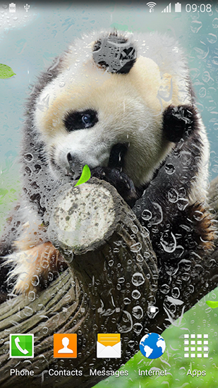 Panda sympa - télécharger gratuit un fond d'écran animé Animaux pour le portable.
