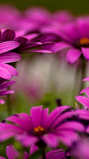 Tendre beauté: Fleur - télécharger gratuit un fond d'écran animé Fleurs pour le portable.