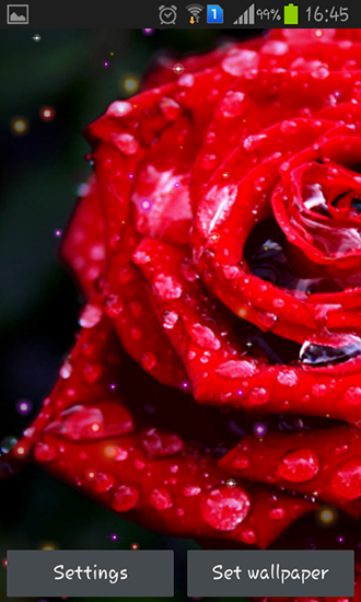 Gouttes et roses  - télécharger gratuit un fond d'écran animé Fleurs pour le portable.