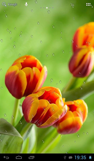 Gouttes sur les tulipes - télécharger gratuit un fond d'écran animé Interactif pour le portable.
