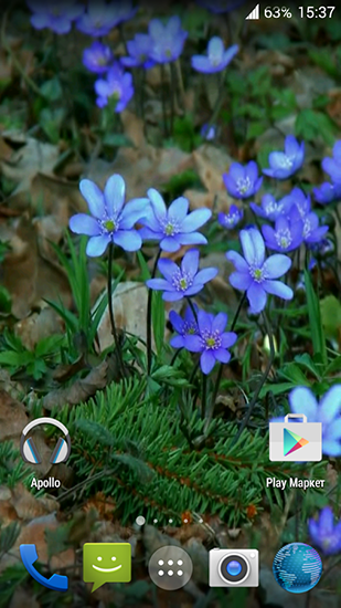 Télécharger gratuitement le fond d'écran animé Fleurs forestières  sur les portables et les tablettes Android.