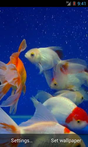 Poissons rouges  - télécharger gratuit un fond d'écran animé Aquariums pour le portable.