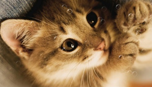 Le chat fainéant  - télécharger gratuit un fond d'écran animé Animaux pour le portable.