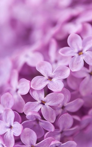 Fleurs de lilas  - télécharger gratuit un fond d'écran animé Plantes pour le portable.