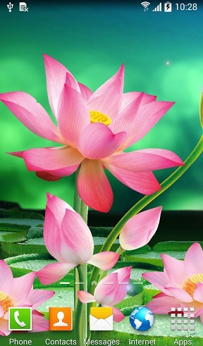 Fleurs de lotus  - télécharger gratuit un fond d'écran animé pour le portable.
