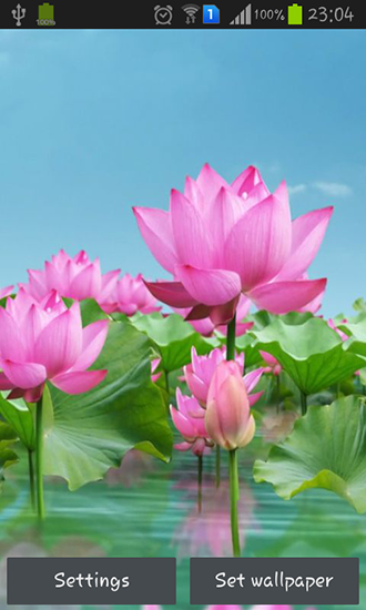 Etang avec des lotus - télécharger gratuit un fond d'écran animé Fleurs pour le portable.