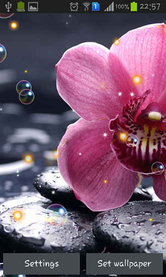 Orchidée - télécharger gratuit un fond d'écran animé Fleurs pour le portable.