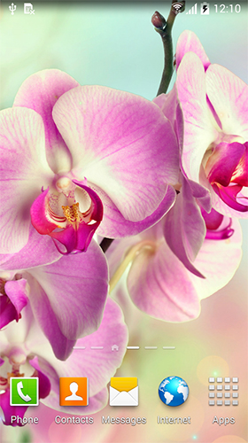 Télécharger Orchidées  , fond d'écran animé gratuit pour Android sur le bureau. 