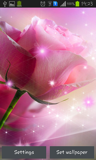 Roses de la couleur de rose  - télécharger gratuit un fond d'écran animé Fleurs pour le portable.