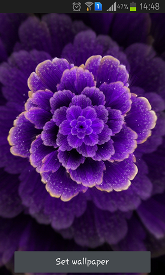 Fleur violette - télécharger gratuit un fond d'écran animé Fleurs pour le portable.