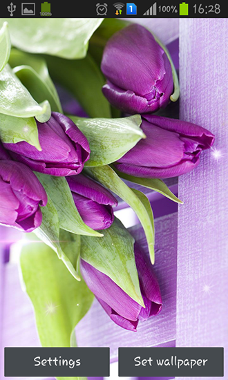 Tulipes violettes  - télécharger gratuit un fond d'écran animé Fleurs pour le portable.