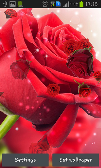 Rose rouge - télécharger gratuit un fond d'écran animé Fleurs pour le portable.