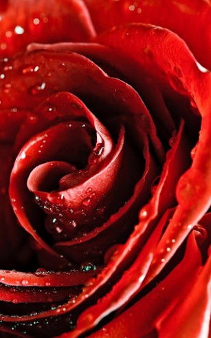 La rose macro  - télécharger gratuit un fond d'écran animé Fleurs pour le portable.