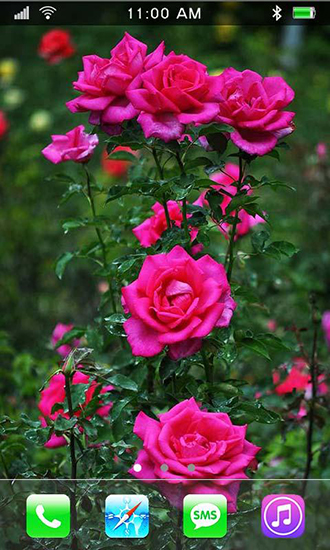 Roses: Jardin de paradis - télécharger gratuit un fond d'écran animé Fleurs pour le portable.