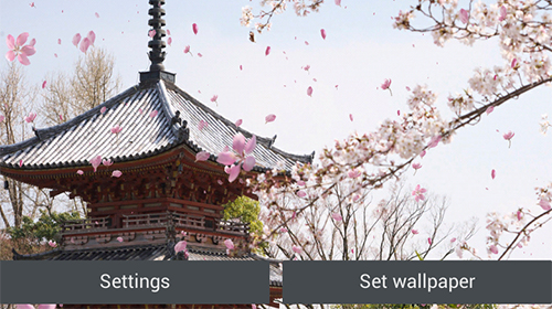 Télécharger Jardin de sakura , fond d'écran animé gratuit pour Android sur le bureau. 