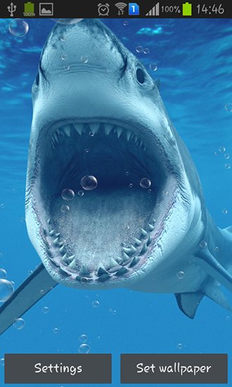 Requins  - télécharger gratuit un fond d'écran animé Animaux pour le portable.