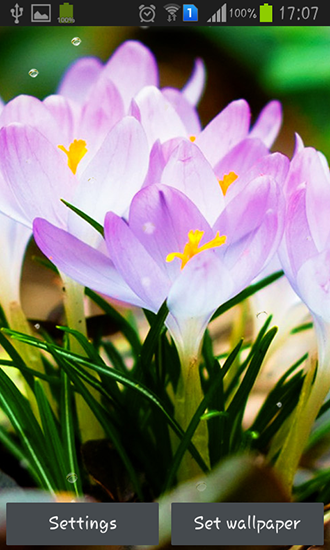 Fleurs de printemps: Pluie - télécharger gratuit un fond d'écran animé Paysage pour le portable.