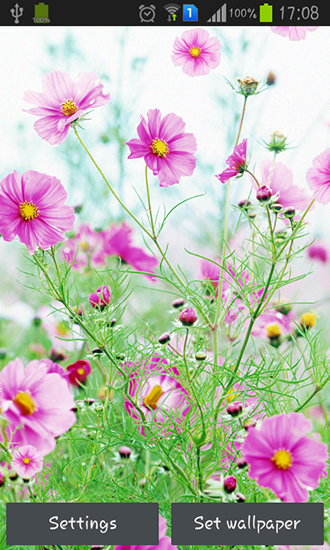 Fleurs douces  - télécharger gratuit un fond d'écran animé Fleurs pour le portable.