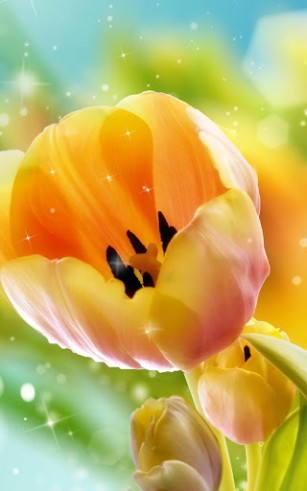 Tulipes  - télécharger gratuit un fond d'écran animé pour le portable.
