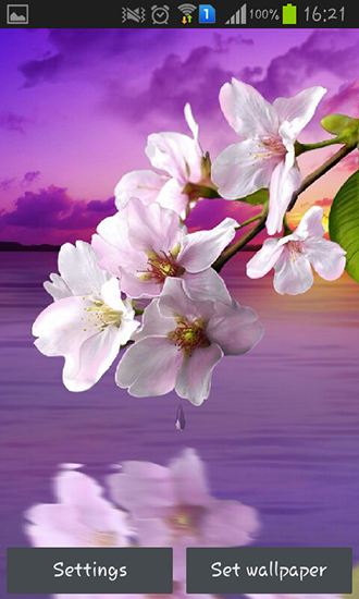 Goutte d'eau: Fleurs et feuilles  - télécharger gratuit un fond d'écran animé Fleurs pour le portable.