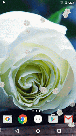 Rose blanche - télécharger gratuit un fond d'écran animé Fleurs pour le portable.
