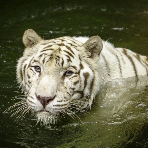 Tigre blanc: Touche d'eau  - télécharger gratuit un fond d'écran animé Interactif pour le portable.