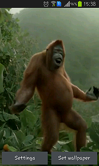 Danse sauvage d'un singe fou - télécharger gratuit un fond d'écran animé pour le portable.