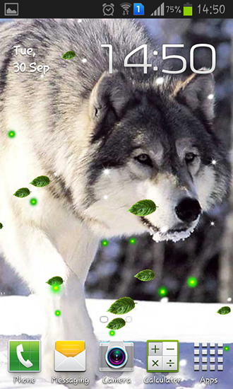 Loups mystérieux  - télécharger gratuit un fond d'écran animé Animaux pour le portable.