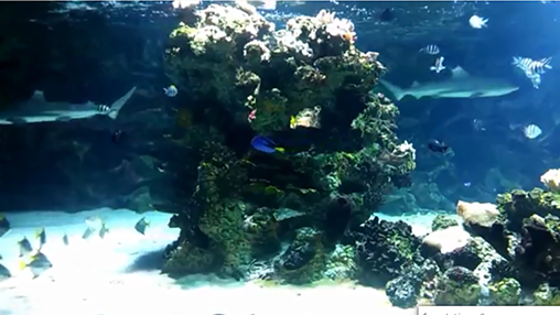 Télécharger Aquarium avec les requins , fond d'écran animé gratuit pour Android sur le bureau. 