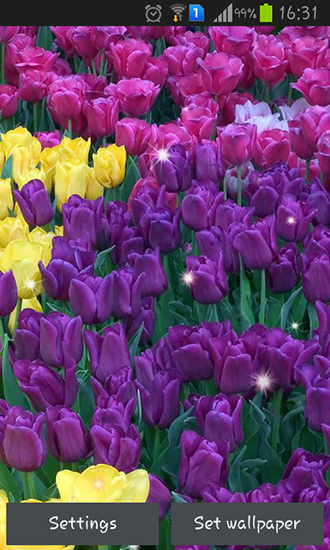 Télécharger Tulipes brillantes , fond d'écran animé gratuit pour Android sur le bureau. 