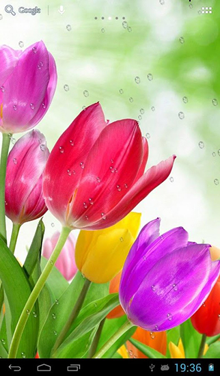 Télécharger Gouttes sur les tulipes, fond d'écran animé gratuit pour Android sur le bureau. 
