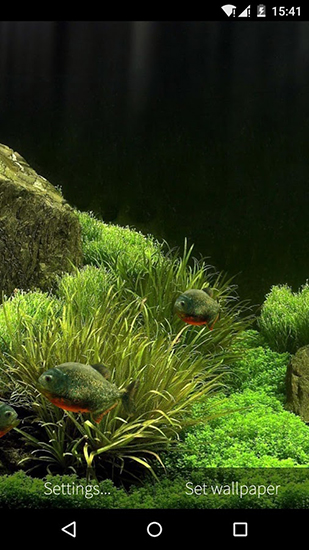 Télécharger Aquarium avec les poissons 3D, fond d'écran animé gratuit pour Android sur le bureau. 