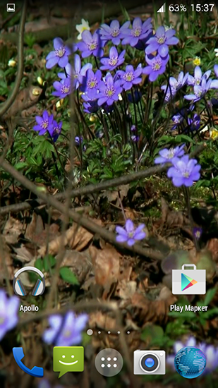 Télécharger Fleurs forestières , fond d'écran animé gratuit pour Android sur le bureau. 