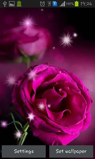 Télécharger Roses de la couleur de rose , fond d'écran animé gratuit pour Android sur le bureau. 