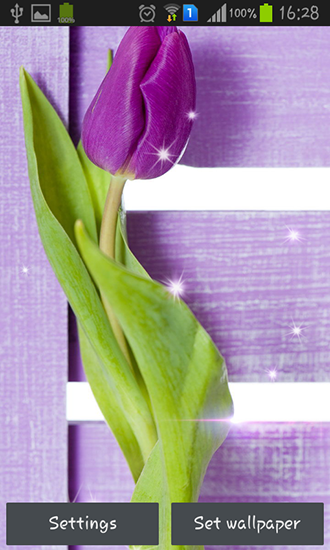 Télécharger Tulipes violettes , fond d'écran animé gratuit pour Android sur le bureau. 