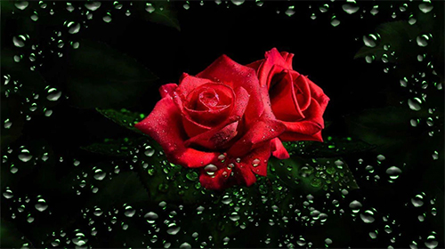 La capture d'écran Rosée de diamants de roses  pour le portable et la tablette.