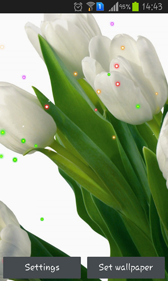Télécharger Lis et tulipes de printemps, fond d'écran animé gratuit pour Android sur le bureau. 