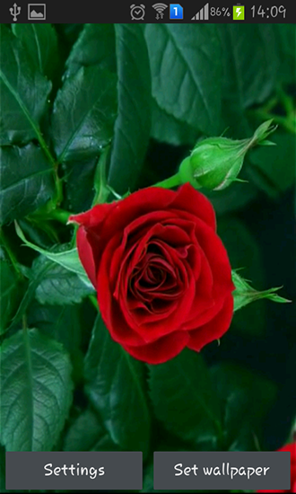 La capture d'écran Rose fleurissante rouge  pour le portable et la tablette.